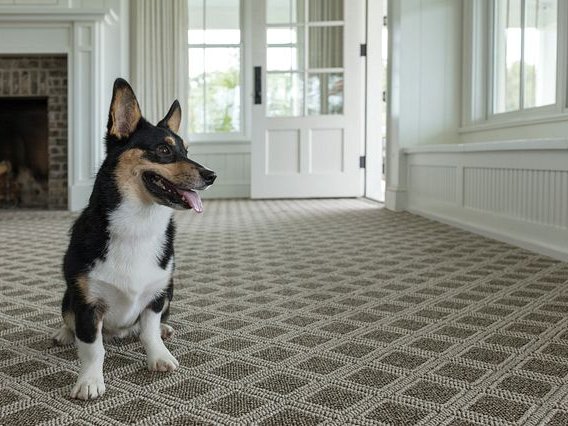dog on carpet from McMillen's Carpet Outlet in Clarion
